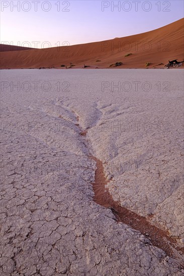 Dendritic water pattern on the clay pan. Deadvlei