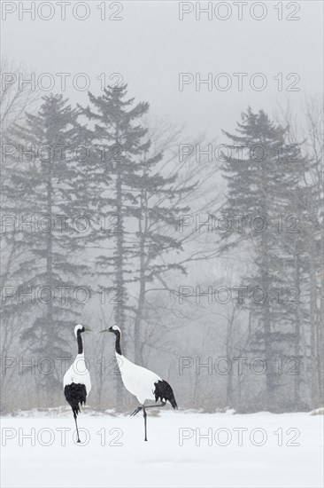 Japanese red-crowned crane