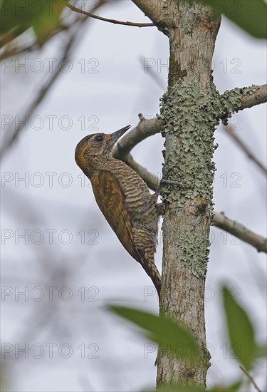 Yellow-cheeked Woodpecker