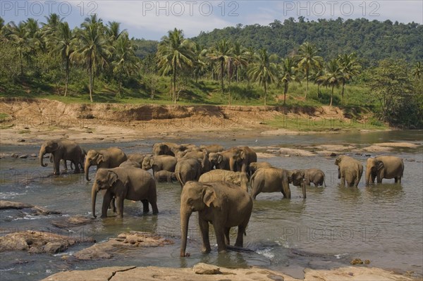 Asian elephant