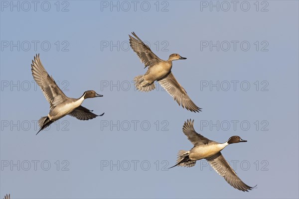 Northern pintail