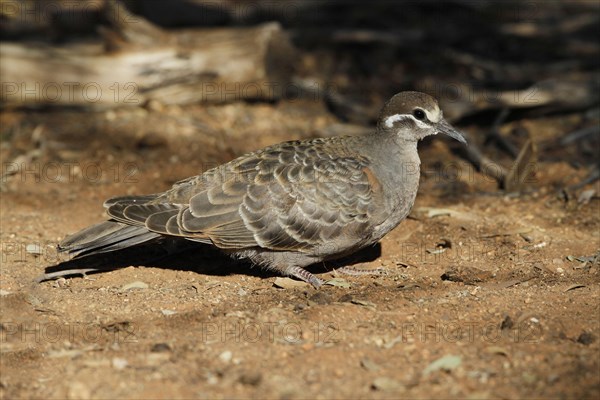 Common Bronzewing