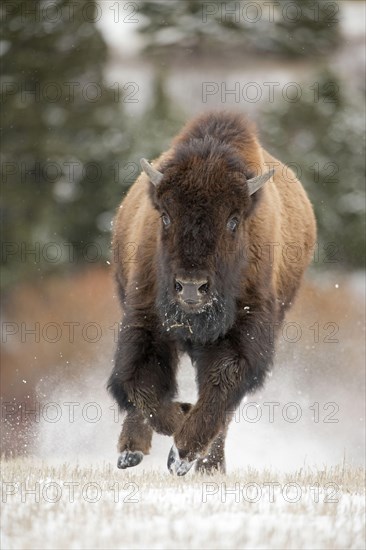 North American bison calf