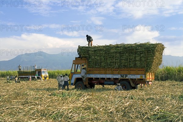 Cultivation of sugar cane