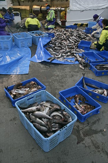 Commercial fishing catch with fishermen