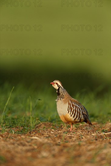 Red-legged Partridge