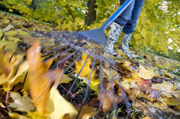 Gardener raking up fallen leaves with garden leaf rake