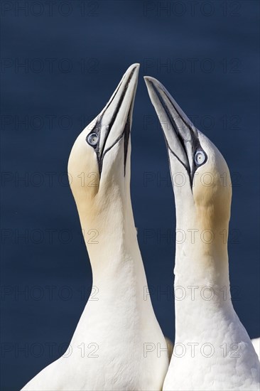 Northern Gannet