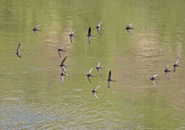 Common Swift