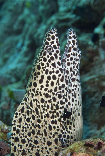 Laced moray