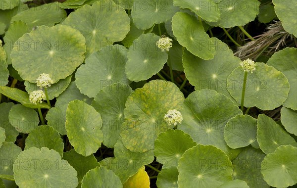 Largeleaf Pennywort