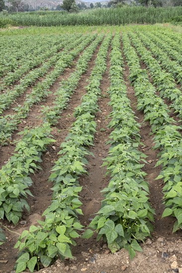 Field of French beans