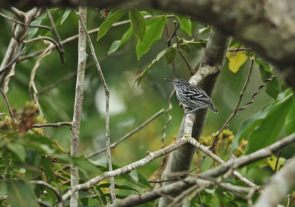 Pacific antwren