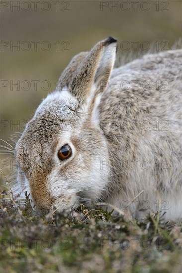 Mountain hare