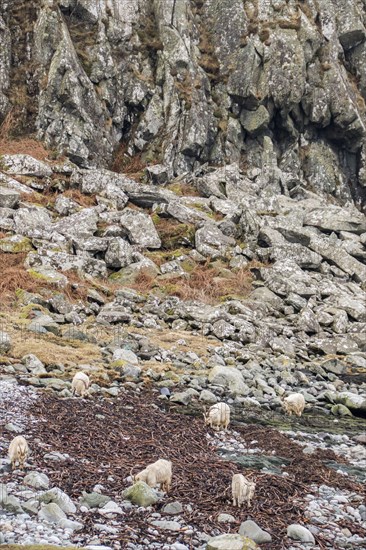 Wild white goats feeding on seaweed on the stony beach Isle of Jura