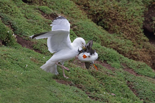 European european herring gull