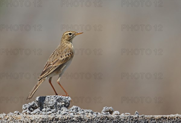 Richard's pipit