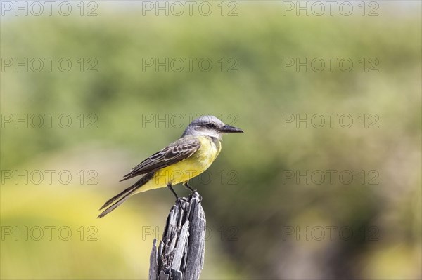 Tropical tropical kingbird