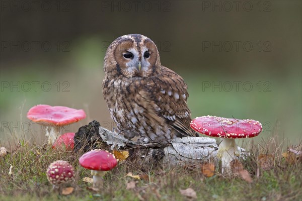 Tawny owl