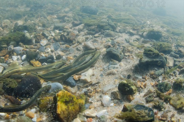 Brook Lamprey