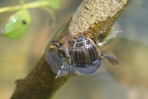 Lesser Diving Beetle