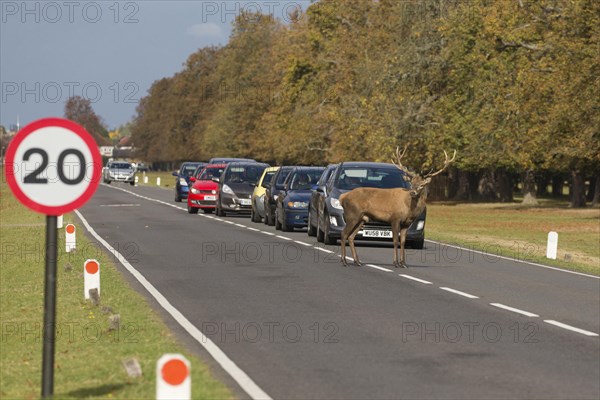 Red Deer