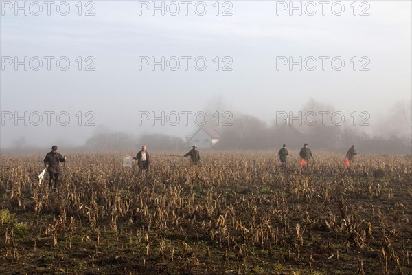 Striking line on a Suffolk shoot pulled through a labyrinth cover crop. Foggy day