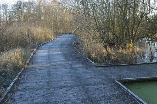 Frosted boardwalk in wetland habitat