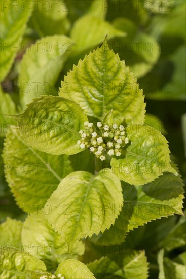 Chlorosis caused by iron deficiency on the leaves of a