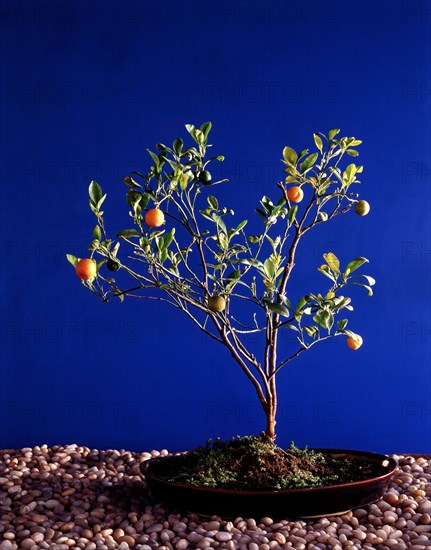 Bonsai Tree with fruit