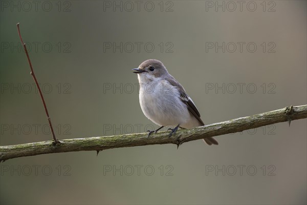 Spotted Flycatcher