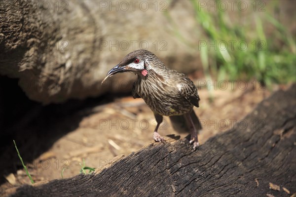 Red Wattlebird