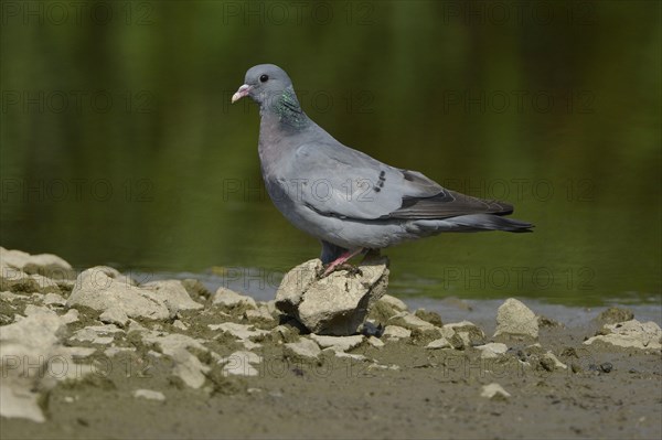 Stock Dove