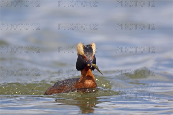 Horned grebe