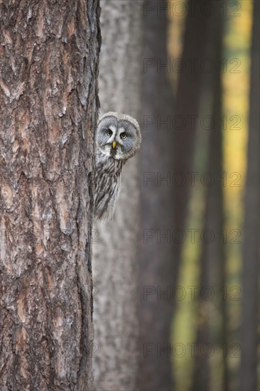 Great great grey owl