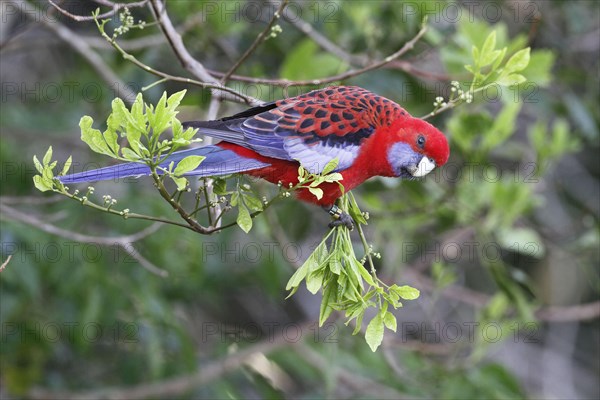 Crimson crimson rosella