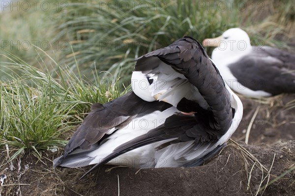 Black-browed Albatross