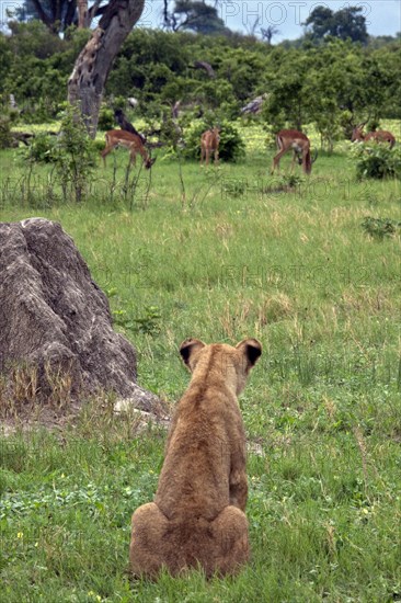 African lion lioness lion