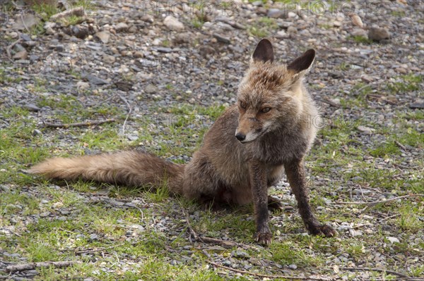 Iberian Red Fox