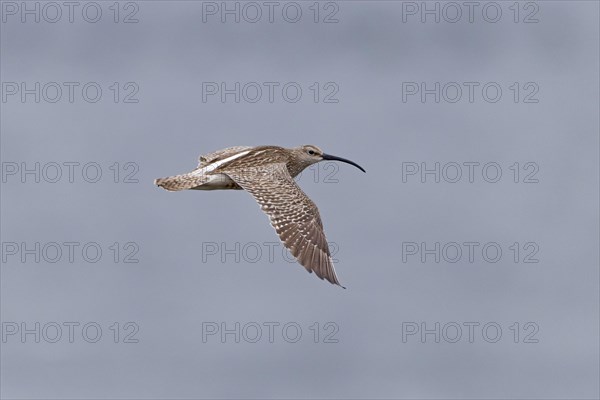 Whimbrel