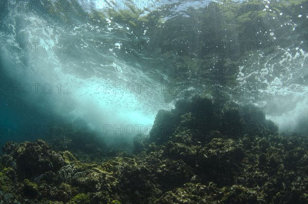 View of tropical reef habitat with fish shoal