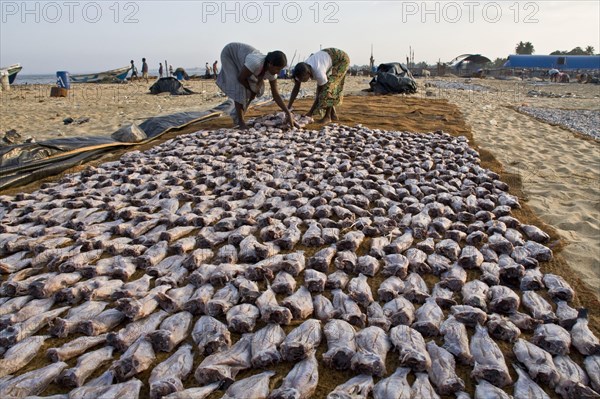 Spreading the fish on a beach in Negombo