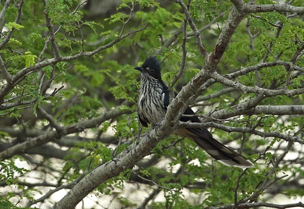 Levaillant's Cuckoo