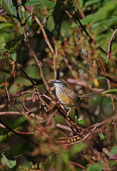 Hill Prinia