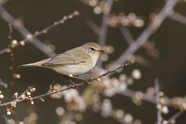 Eurasian Chiffchaff