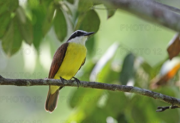 Greater Kiskadee