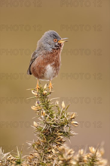 Dartford dartford warbler