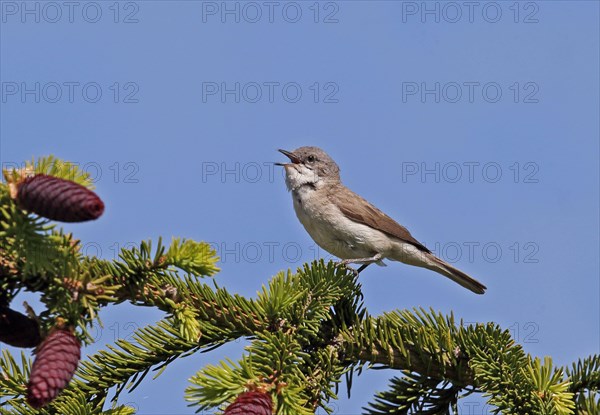 Lesser whitethroat