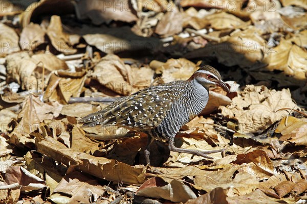 Buff-banded Rail