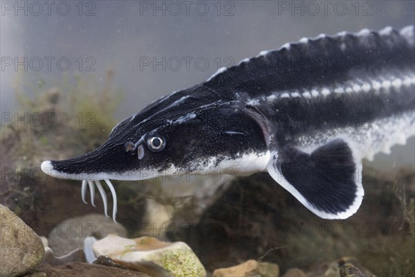 European Sturgeon